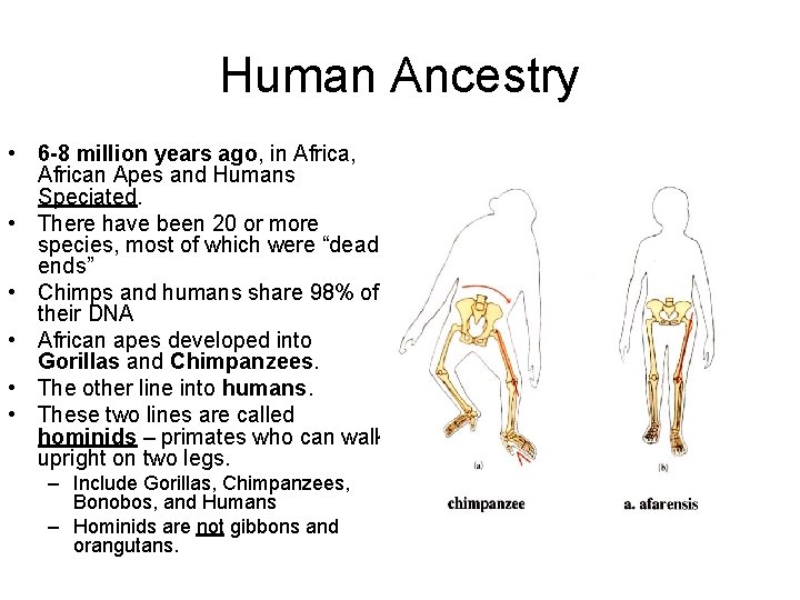 Human Ancestry • 6 -8 million years ago, in Africa, African Apes and Humans