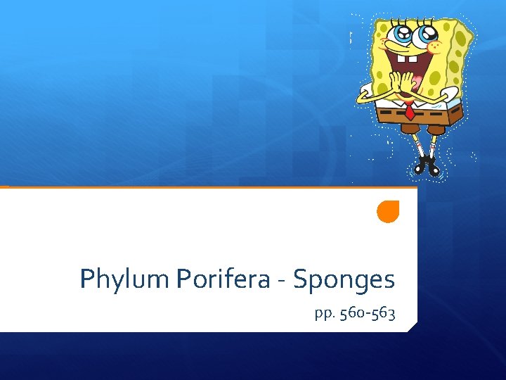 Phylum Porifera - Sponges pp. 560 -563 