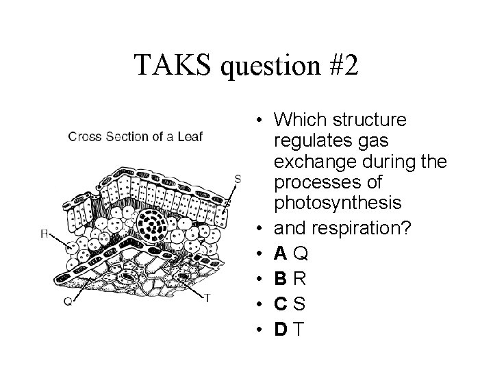 TAKS question #2 • Which structure regulates gas exchange during the processes of photosynthesis