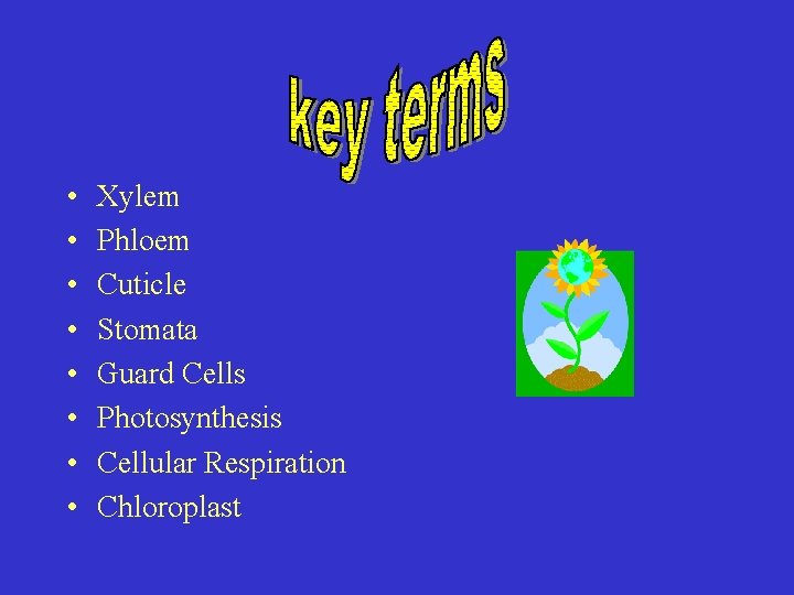  • • Xylem Phloem Cuticle Stomata Guard Cells Photosynthesis Cellular Respiration Chloroplast 