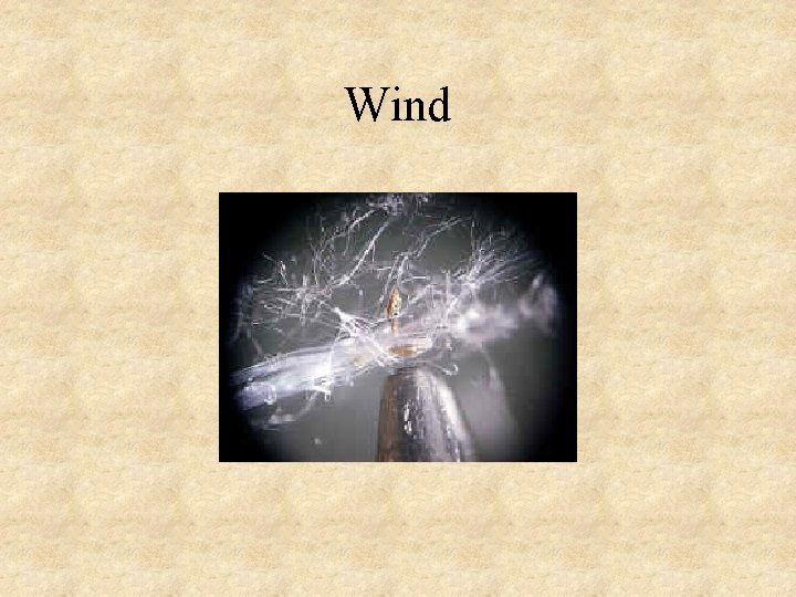 Wind 