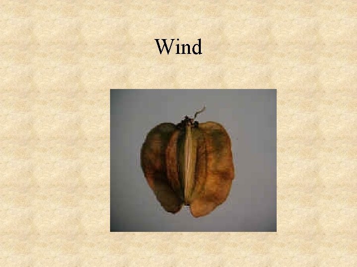 Wind 