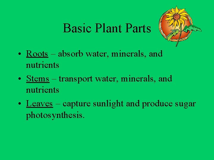 Basic Plant Parts • Roots – absorb water, minerals, and nutrients • Stems –