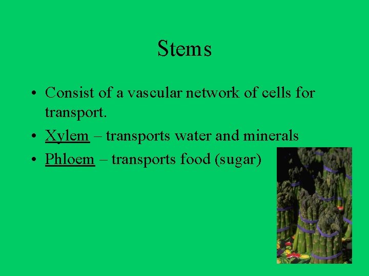 Stems • Consist of a vascular network of cells for transport. • Xylem –