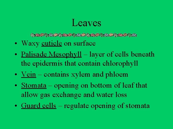 Leaves • Waxy cuticle on surface • Palisade Mesophyll – layer of cells beneath