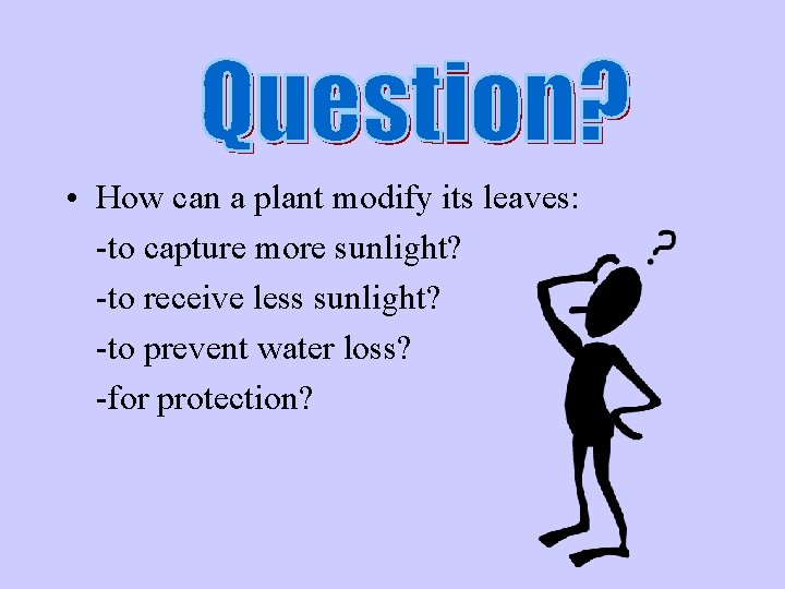  • How can a plant modify its leaves: -to capture more sunlight? -to