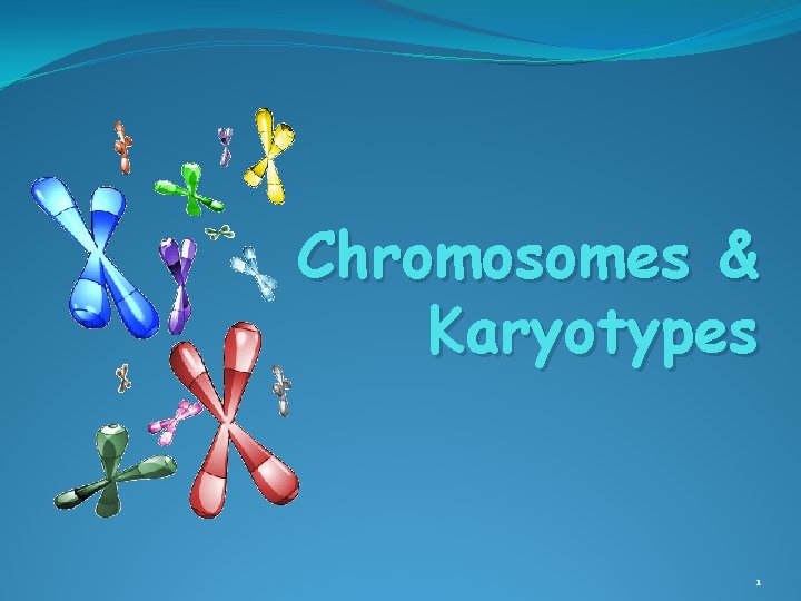 Chromosomes & Karyotypes 1 