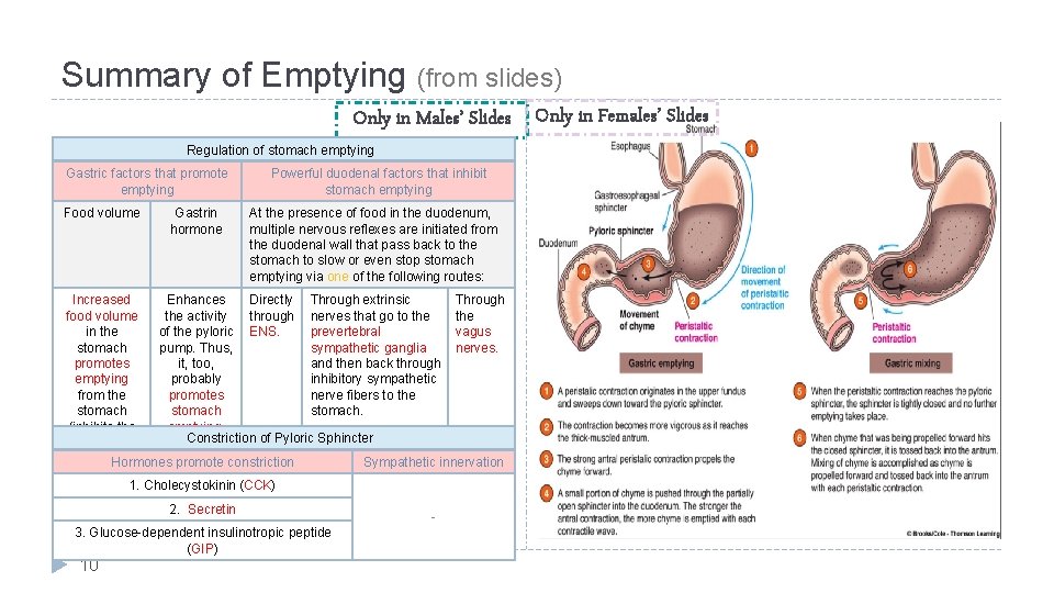 Summary of Emptying (from slides) Only in Males’ Slides Only in Females’ Slides Regulation