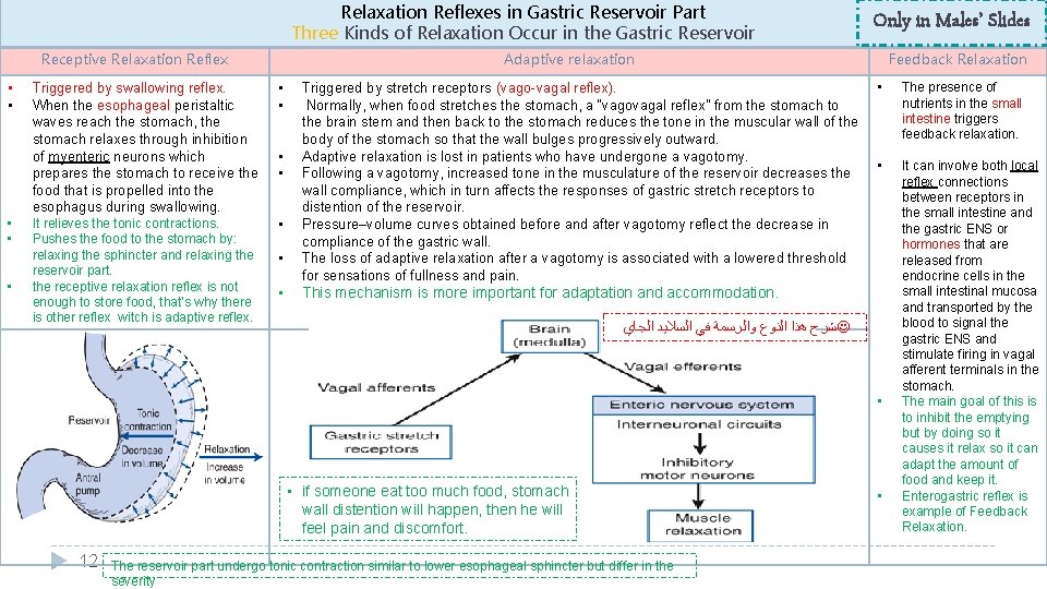 Relaxation Reflexes in Gastric Reservoir Part Three Kinds of Relaxation Occur in the Gastric