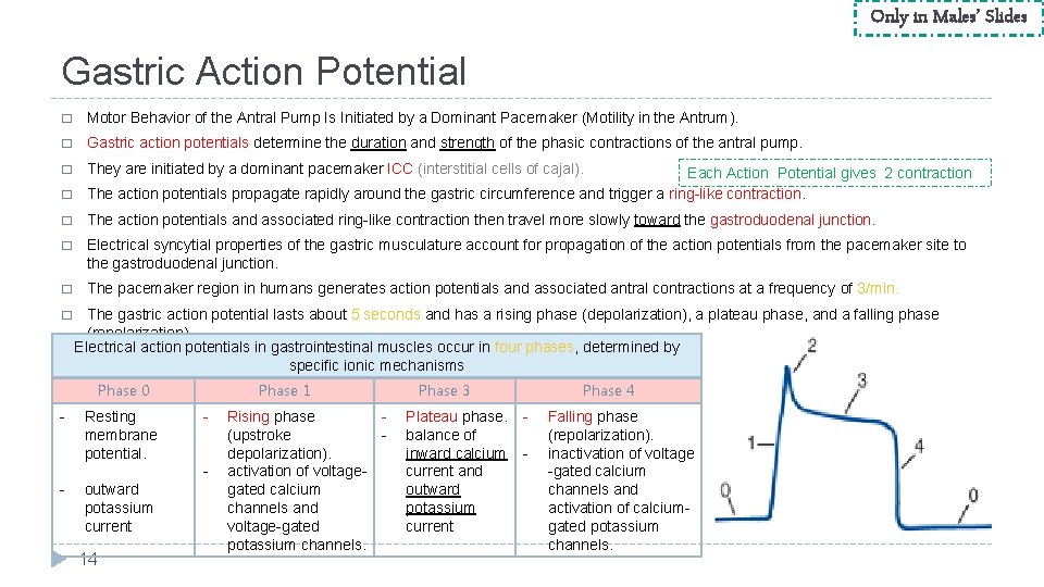 Only in Males’ Slides Gastric Action Potential � Motor Behavior of the Antral Pump