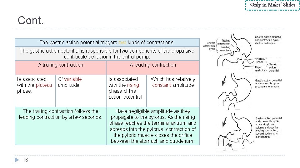 Only in Males’ Slides Cont. The gastric action potential triggers two kinds of contractions: