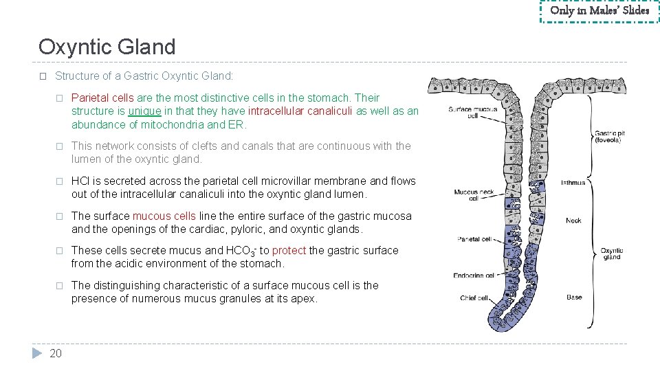 Only in Males’ Slides Oxyntic Gland � Structure of a Gastric Oxyntic Gland: �