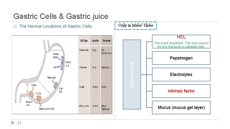 Gastric Cells & Gastric juice The Normal Locations of Gastric Cells: Only in Males’