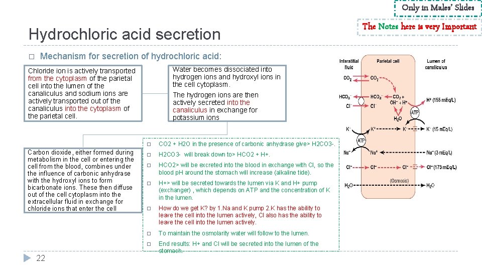 Only in Males’ Slides Hydrochloric acid secretion � Mechanism for secretion of hydrochloric acid: