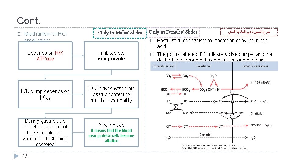 Cont. � Mechanism of HCl production: Only in Males’ Slides Only in Females’ Slides