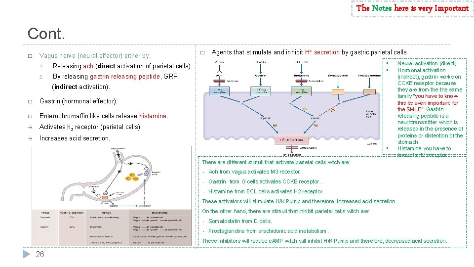 The Notes here is very Important Cont. � Vagus nerve (neural effector) either by: