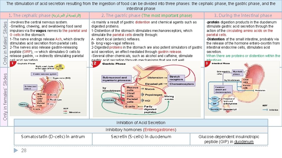 The stimulation of acid secretion resulting from the ingestion of food can be divided