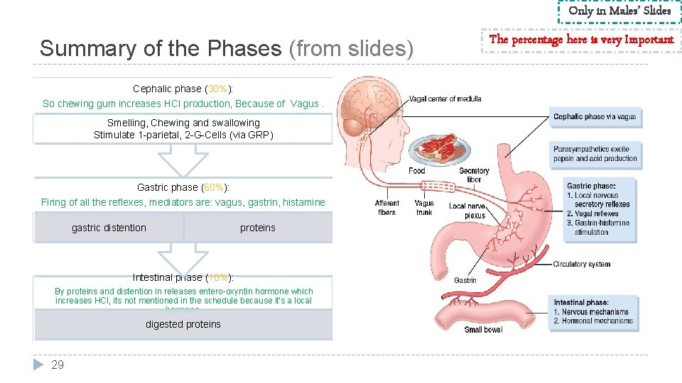 Only in Males’ Slides Summary of the Phases (from slides) Cephalic phase (30%): So