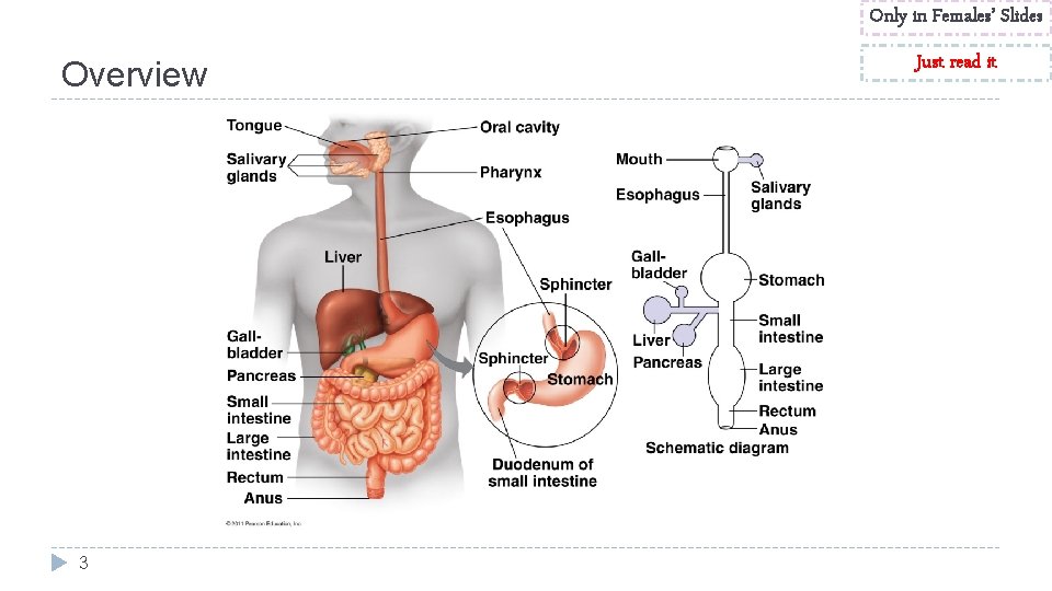 Only in Females’ Slides Overview 3 Just read it 