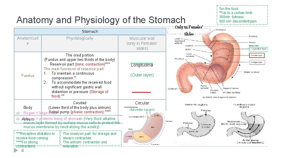 Anatomy and Physiology of the Stomach Anatomicall y Fundus � � Physiologically The orad