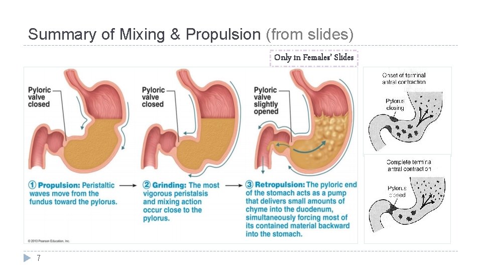 Summary of Mixing & Propulsion (from slides) Only in Females’ Slides 7 