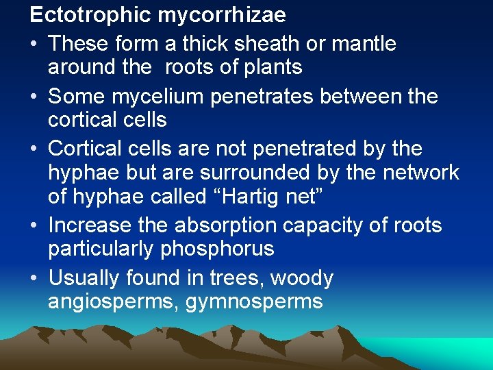 Ectotrophic mycorrhizae • These form a thick sheath or mantle around the roots of