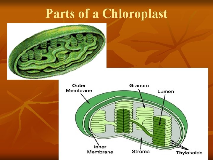 Parts of a Chloroplast Parts of a Chloroplast