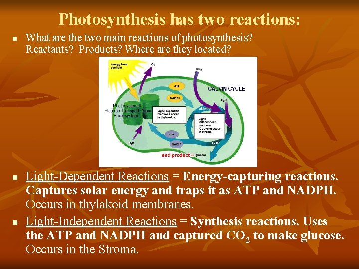 Photosynthesis has two reactions: n n n What are the two main reactions of Photosynthesis has two reactions: n n n What are the two main reactions of
