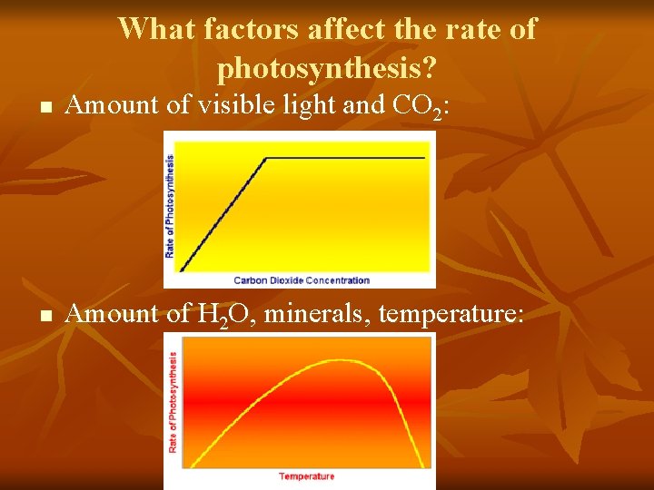 What factors affect the rate of photosynthesis? n Amount of visible light and CO What factors affect the rate of photosynthesis? n Amount of visible light and CO