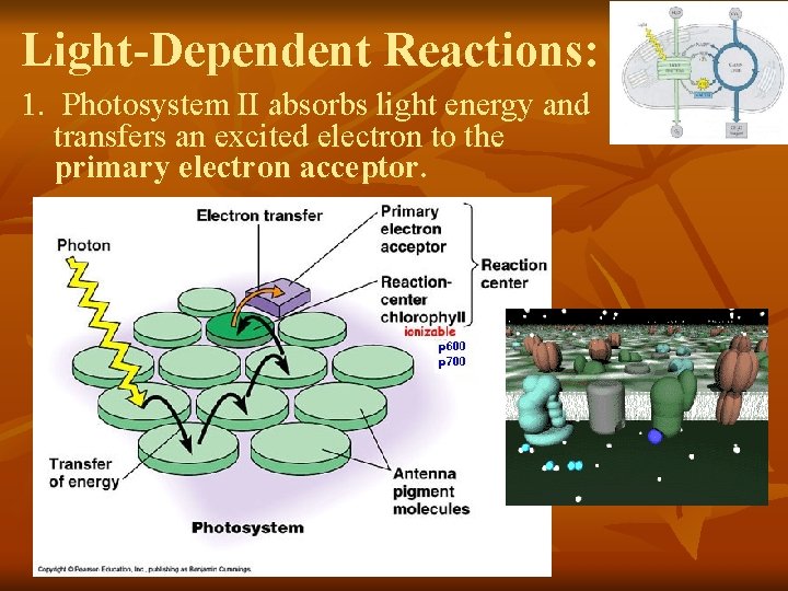 Light-Dependent Reactions: 1. Photosystem II absorbs light energy and transfers an excited electron to Light-Dependent Reactions: 1. Photosystem II absorbs light energy and transfers an excited electron to