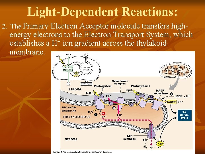 Light-Dependent Reactions: 2. The Primary Electron Acceptor molecule transfers high- energy electrons to the Light-Dependent Reactions: 2. The Primary Electron Acceptor molecule transfers high- energy electrons to the