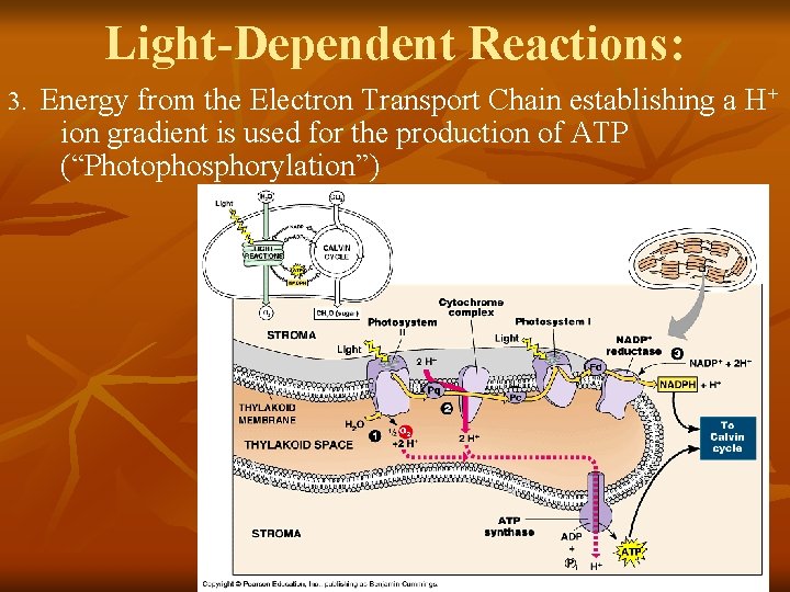 Light-Dependent Reactions: 3. Energy from the Electron Transport Chain establishing a H+ ion gradient Light-Dependent Reactions: 3. Energy from the Electron Transport Chain establishing a H+ ion gradient