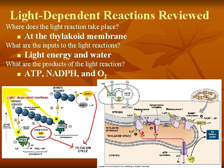 Light-Dependent Reactions Reviewed Where does the light reaction take place? n At the thylakoid Light-Dependent Reactions Reviewed Where does the light reaction take place? n At the thylakoid