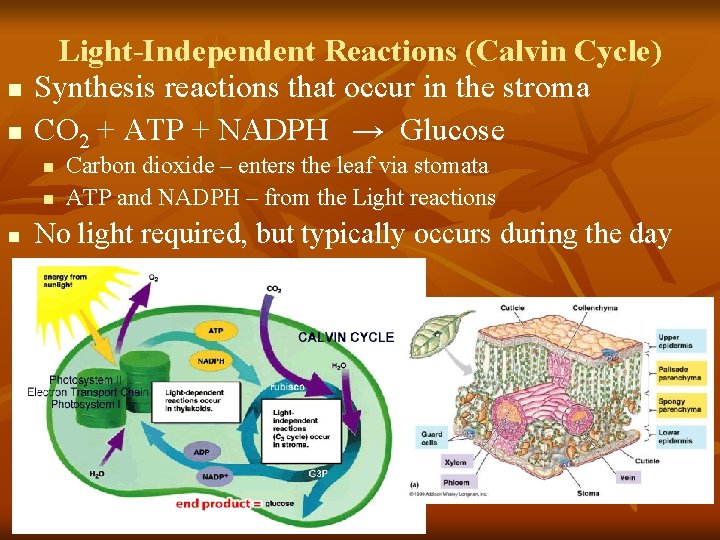 n n Light-Independent Reactions (Calvin Cycle) Synthesis reactions that occur in the stroma CO n n Light-Independent Reactions (Calvin Cycle) Synthesis reactions that occur in the stroma CO