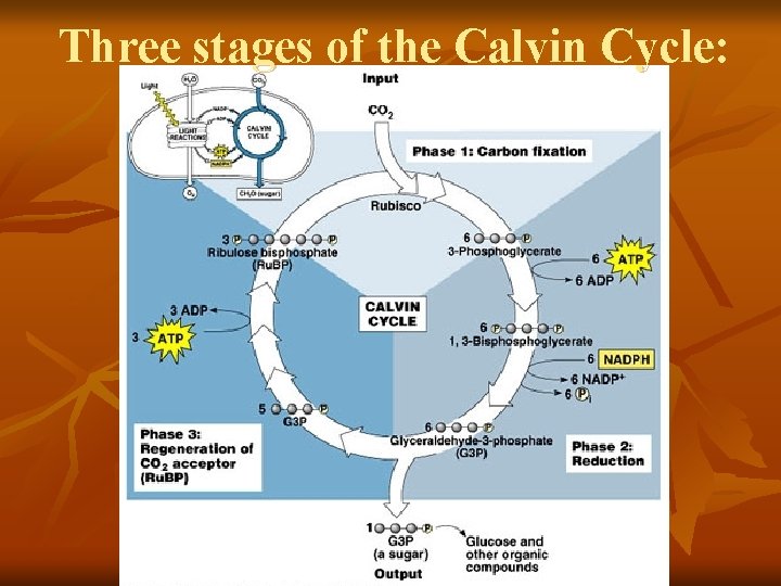 Three stages of the Calvin Cycle: Three stages of the Calvin Cycle: