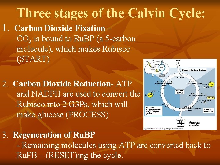 Three stages of the Calvin Cycle: 1. Carbon Dioxide Fixation – CO 2 is Three stages of the Calvin Cycle: 1. Carbon Dioxide Fixation – CO 2 is