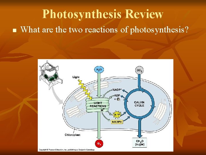 Photosynthesis Review n What are the two reactions of photosynthesis? Photosynthesis Review n What are the two reactions of photosynthesis?
