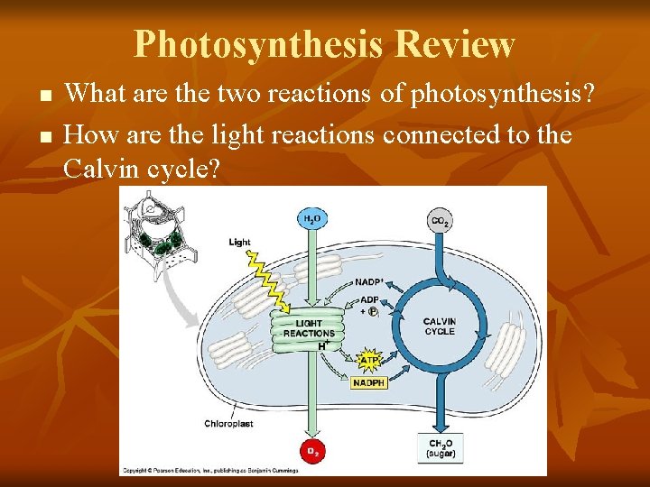Photosynthesis Review n n What are the two reactions of photosynthesis? How are the Photosynthesis Review n n What are the two reactions of photosynthesis? How are the