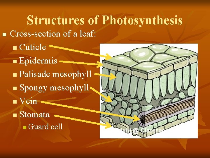Structures of Photosynthesis n Cross-section of a leaf: n Cuticle n Epidermis n Palisade Structures of Photosynthesis n Cross-section of a leaf: n Cuticle n Epidermis n Palisade