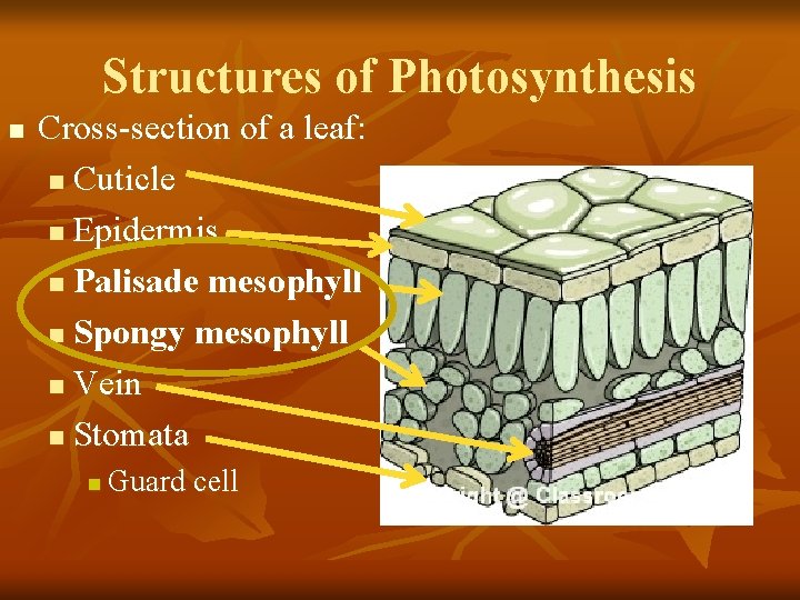 Structures of Photosynthesis n Cross-section of a leaf: n Cuticle n Epidermis n Palisade Structures of Photosynthesis n Cross-section of a leaf: n Cuticle n Epidermis n Palisade