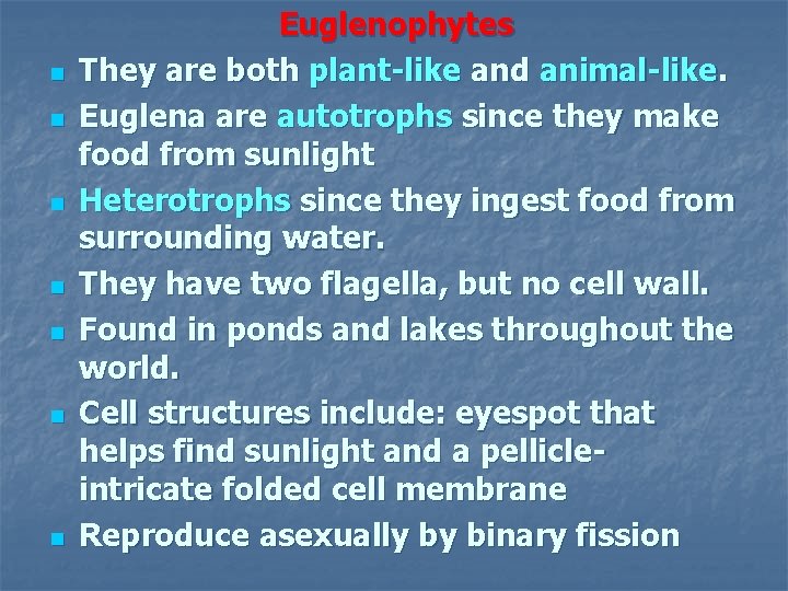 n n n n Euglenophytes They are both plant-like and animal-like. Euglena are autotrophs