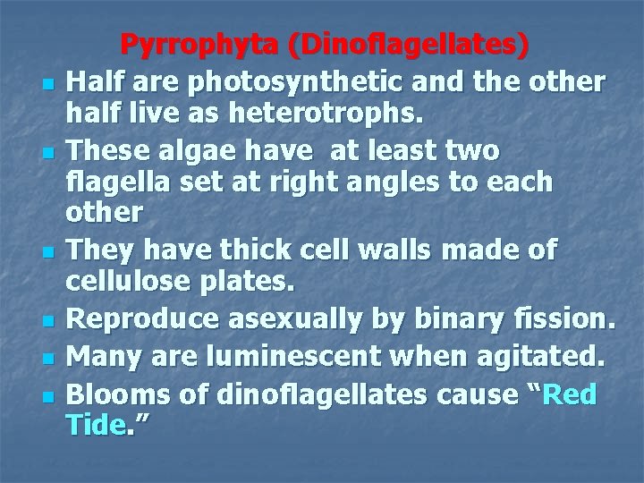 n n n Pyrrophyta (Dinoflagellates) Half are photosynthetic and the other half live as