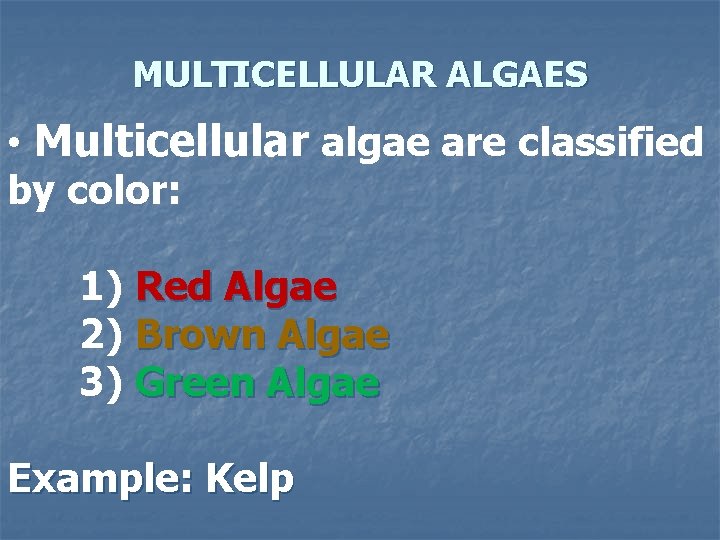 MULTICELLULAR ALGAES • Multicellular algae are classified by color: 1) Red Algae 2) Brown