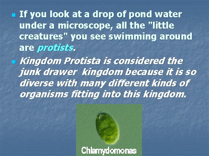 n n If you look at a drop of pond water under a microscope,