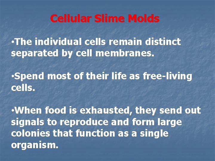 Cellular Slime Molds • The individual cells remain distinct separated by cell membranes. •