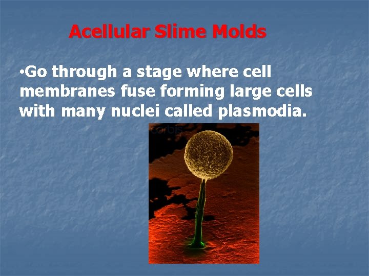 Acellular Slime Molds • Go through a stage where cell membranes fuse forming large