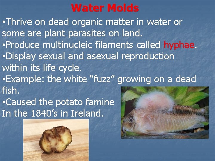 Water Molds • Thrive on dead organic matter in water or some are plant