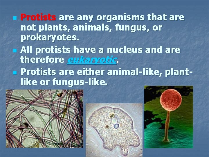 n n n Protists are any organisms that are not plants, animals, fungus, or