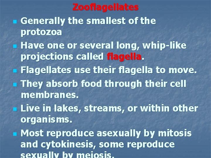 n n n Zooflagellates Generally the smallest of the protozoa Have one or several