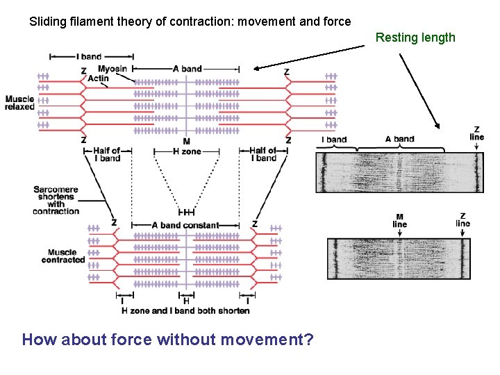 Sliding filament theory of contraction: movement and force Resting length How about force without